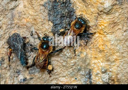 Two bees collecting mud on a damp wall in the high altitude rainforest (2000 m) of the Peruvian Andes. Canaan, Peru Stock Photo