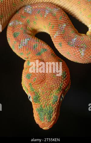 Portrait of juvenile Emerald Tree Boa (Corallus caninus), Sauel, French Guiana Stock Photo