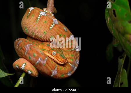 Juvenile Emerald Tree Boa (Corallus caninus) at rest, Sauel, French Guiana Stock Photo