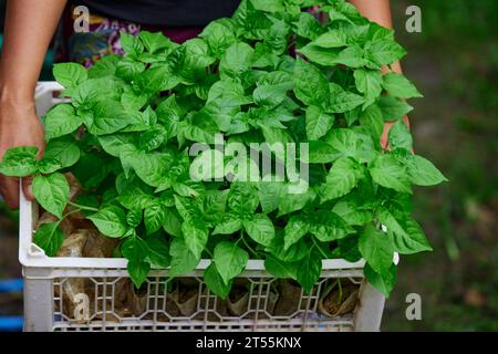 Cropped hand holding chili peppers seedling in basket Stock Photo