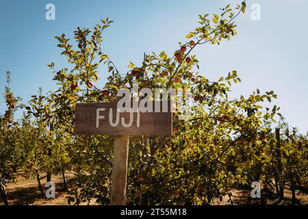 Fuji sign in front of apple trees at orchard Stock Photo