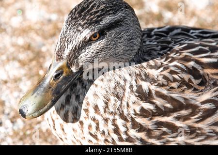 close-up image of one duck with brown feathers Stock Photo