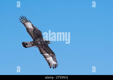 African hawk-eagle (Aquila spilogaster) in flight, Waterberg Plateau, Namibia Stock Photo