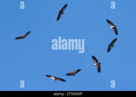 White-backed vultures (Gyps africanus) in circling flight in an updraft, Thakadu bush camp, Madikwe Game Reserve, Namibia Stock Photo