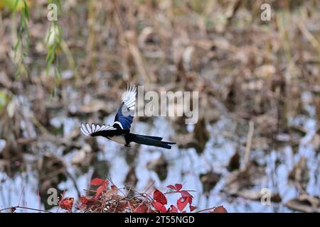 Beijing, China. 3rd Nov, 2023. This photo taken on Nov. 3, 2023 shows a magpie foraging at the Summer Palace in Beijing, capital of China. Credit: Yin Dongxun/Xinhua/Alamy Live News Stock Photo