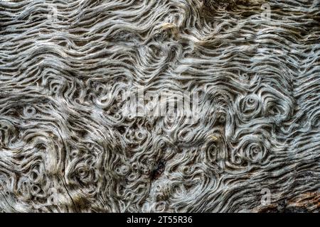 Graphics on the wood surface of a dead wild olive tree (Olea europaea). Dead and desiccated tree, Haute Corse, Corsica Stock Photo