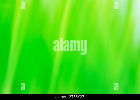 Juicy fresh green grass as a spring blurred background. Grass plant on summer morning sunrise blurred background. Stock Photo