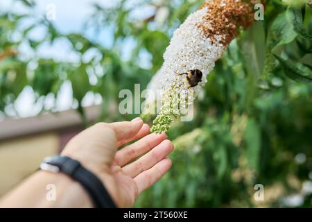 Flowering Buddleia bush, branch with white flowers close-up Stock Photo