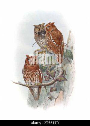 Vintage owl illustrations from the 19th century, back to a pre photographic era, where illustrations were done by hand. Various species worldwide Stock Photo