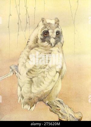 Vintage owl illustrations from the 19th century, back to a pre photographic era, where illustrations were done by hand. Various species worldwide Stock Photo