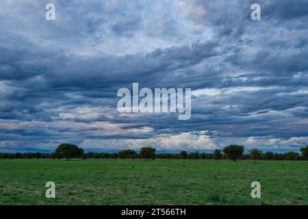 Rain clouds over an area in the northern Kalahari, Wildacker guest farm, north of Grootfontein, Otjozondjupa region, Namibia Stock Photo