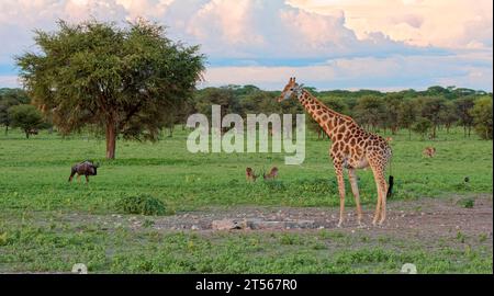 Giraffe bull (Giraffa camelopardalis) at a drinking trough in the northern Kalahari, Wildacker guest farm, north of Grootfontein, Otjozondupa, Namibia Stock Photo