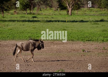 Blue wildebeest (Connochaetes taurinus) in northern Kalahari, Wildacker guest farm, north of Grootfontein, Otjozondjupa region, Namibia Stock Photo