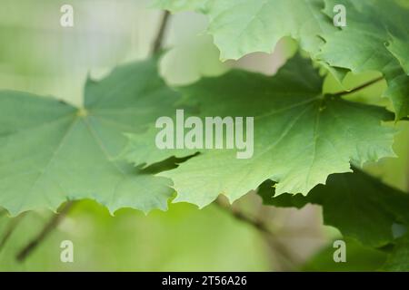 Leaf of a Norway maple (Acer platanoides) in summer, Bavaria, Germany, Europe Stock Photo