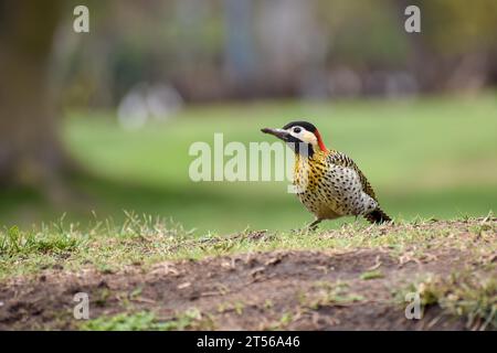 A Green-banded Woodpecker (Colaptes melanochloros) in the wild in a park in Buenos Aires, Argentina, South America Stock Photo