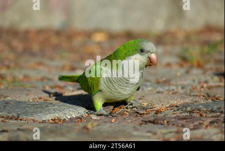 A monk parakeet (Myiopsitta monachus) in the wild feeding on the ground, Buenos Aires, Argentina, South America Stock Photo