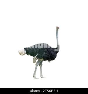 Ostrich - Struthio Camelus on a transparent background Stock Photo