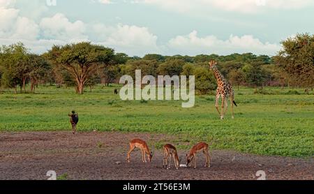 Male black-faced impalas (Aepyceros petersi) at salt lick in northern Kalahari, in background giraffe (Giraffa camelopardalis) and blue wildebeest Stock Photo