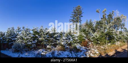 Snow-covered european silver firs (Abies alba) in the Black Forest near Hofstetten, Ortenaukreis, Baden-Wuerttemberg, Germany Stock Photo