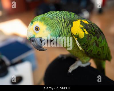 Turquoise-fronted amazon parrot (Amazona aestiva) enjoys free movement around the apartment. Cute green friendly pet bird sitting on knee of its owner Stock Photo