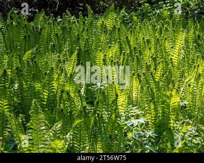 View of many light green fern plants in spring on forest floor Stock Photo