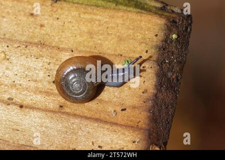 Draparnaud's glass snail (Oxychilus draparnaudi). A small land snail in the family Oxychilidae, the glass snails. On a wooden plank. Autumn, November, Stock Photo