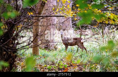 Dundee, Tayside, Scotland, UK. 3rd Nov, 2023. UK Weather: Even on a cloudy morning, Dundee Camperdown Country Park produces wonderful autumnal sights, featuring Roe Deer wandering through the woods. Credit: Dundee Photographics/Alamy Live News Stock Photo