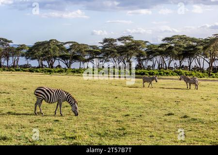 Burchell's zebras (Equus quagga burchellii) at Crescent Island Game Sanctuary on Naivasha lake, Kenya Stock Photo