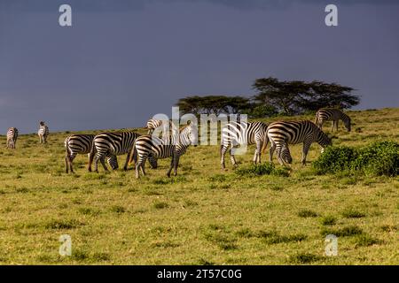 Burchell's zebras (Equus quagga burchellii) at Crescent Island Game Sanctuary on Naivasha lake, Kenya Stock Photo