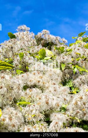 Clematis seed heads, Marden Park, Oxted Downs, Surrey, England Stock Photo