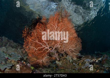 A large gorgonian grows on a shallow coral reef in Raja Ampat. This area is known as the heart of the Coral Triangle due to its marine biodiversity. Stock Photo