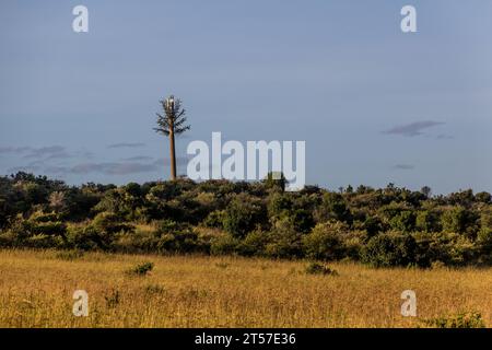 Camouflaged cell tower in Masai Mara National Reserve, Kenya Stock Photo