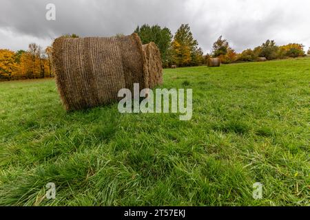 Round bales of hay in a meadow in a field in the countryside during harvest season Stock Photo