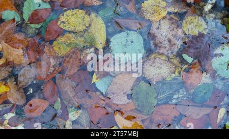 beautiful autumn fallen leaves from different trees lying in a multi-colored pattern in the clear water of a lake or river Stock Photo