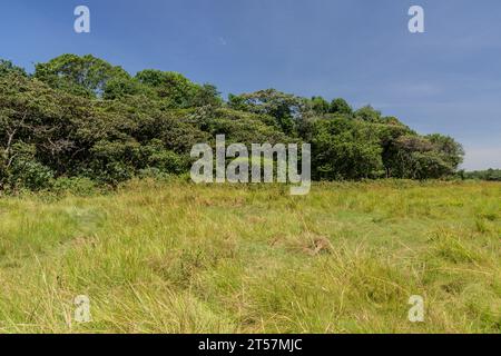 Landscape of Kakamega Forest Reserve, Kenya Stock Photo