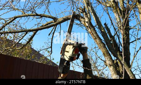 cutting the upper branches of a tree with a chainsaw in the local area, a man holds a gasoline saw above his head and saws the branches of a tree Stock Photo