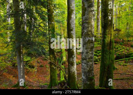Thick beech (Fagus sylvatica) trees and silver fir (Abies alba) trees and a fallen decaying tree in dolina behind in Rajhenav old-growth forest in Koc Stock Photo