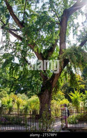 Ginkgo biloba tree in the University Botanical Garden (Orto Botanico), in Padua, Padova, Italy Stock Photo