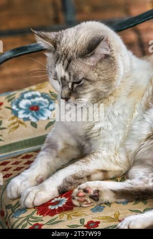 lazy pedigree cat resting on a forged iron vintage couch in the garden Stock Photo