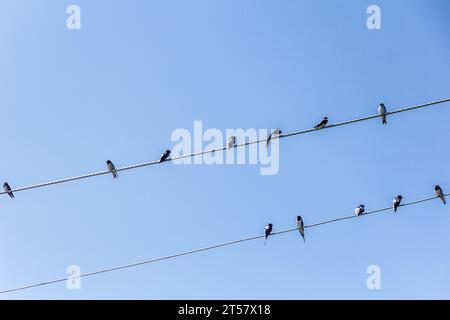 Barn Swallows (Hirundo rustica) on wires near Naivasha lake, Kenya Stock Photo