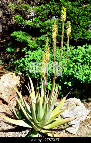 Aloe vera or Aloe barbadensis is a medicinal succulent plant native to Arabian Peninsula but widely cultivated in temperate regions. This photo was ta Stock Photo