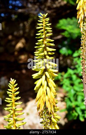 Aloe vera or Aloe barbadensis is a medicinal succulent plant native to Arabian Peninsula but widely cultivated in temperate regions. This photo was ta Stock Photo