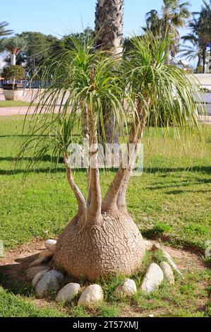 Elephant's foot (Beaucarnea recurvata or Nolina recurvata) is an evergreen perennial plant native to eastern Mexico. Stock Photo