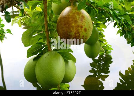 Jicara (Crescentia cujete) is an evergreen small tree native to tropical America. Fruits detail. This photo was taken in Manaus, Brazil. Stock Photo