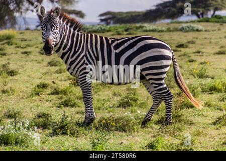 Burchell's zebra (Equus quagga burchellii) at Crescent Island Game Sanctuary on Naivasha lake, Kenya Stock Photo