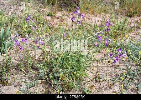 Sea stock (Matthiola sinuata) is a biennial plant native to coasts of southern and western Europe. This photo was taken in Pals, Girona, Catalonia, Sp Stock Photo