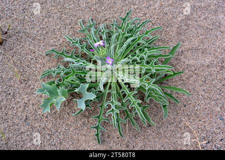 Sea stock (Matthiola sinuata) is a biennial plant native to coasts of southern and western Europe. Young specimen. This photo was taken in Pals, Giron Stock Photo