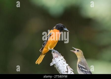 Young Baltimore Oriole (Icterus galbula) fledgling begging adult dad for food in the Chippewa National Forest, northern Minnesota USA Stock Photo