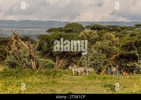 Burchell's zebras (Equus quagga burchellii) at Crescent Island Game Sanctuary on Naivasha lake, Kenya Stock Photo