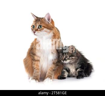 kitten and mother Kurilian Bobtail in front of white background Stock Photo